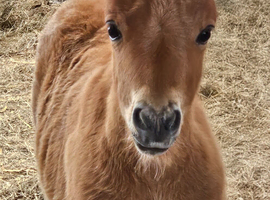 Chestnut Mushroom Miniature Shetland Colt