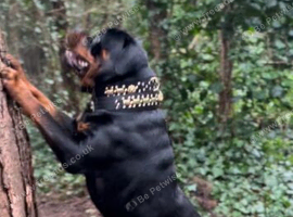 German Rottweiler