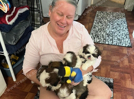 Shih tzu puppies