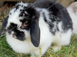 Black & White Female Mini Lop Rabbit