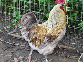 Various Pure Bred Cockerels FREE