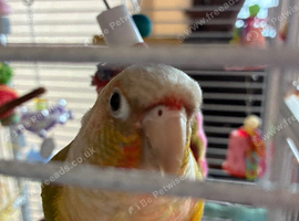 2 conures for sale