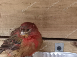 Pair red and black canaries