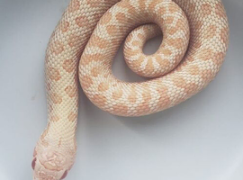 Albino Caramel &   Frosted 66% Het Albino 50% Het Sable