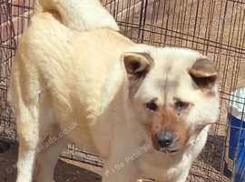 Female akita