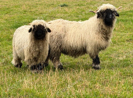 Valais Blacknose Sheep