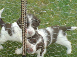 English Springer Spaniel Puppies