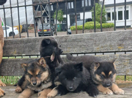 German Shepherd