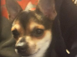 Beautiful chihuahua girl