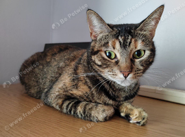 Female Cat