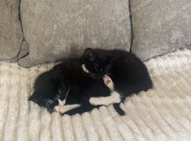 20week old male kittens