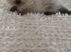 Ragdoll kitten