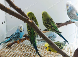 English Show Budgies for Sale Job lot of 10 mixed colours and sex
