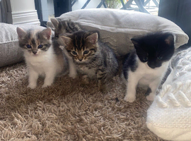 Kittens lookkng forever homes