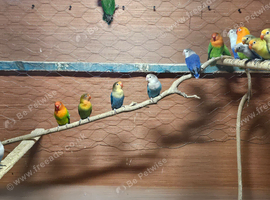 Love bird