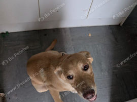 6 month old Labrador female