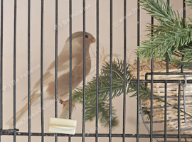 Female brown pastel bullfinch.