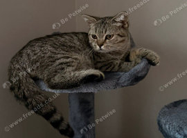 Beautiful BSH kitten, Simba