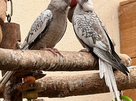 Baby cockatiels