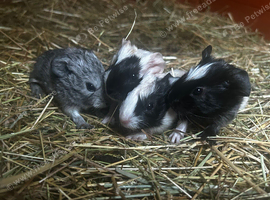 Baby guinea pigs