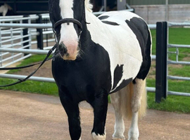 14.1hh Piebald Mare - good allrounder