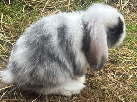 12 week old mini lop doe