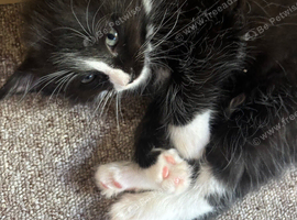Ragdoll x kittens