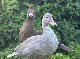 Muscovy Duck Pair