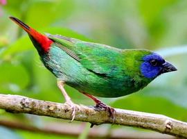 Pair Of Parrot Finch