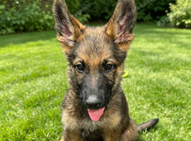 Working Line German Shepherd Puppies