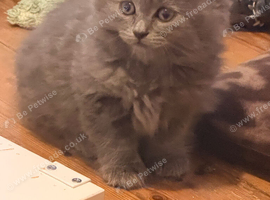 Persian cross very long haired babies looking for forever home, ready now ️️