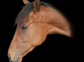 15 hh wetherbys 26 month filly