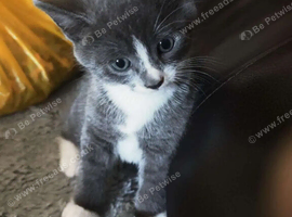Kitten
