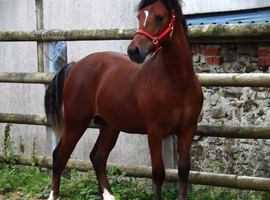 Horeb Brentley