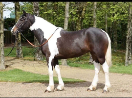 Stunning coloured sports horse mare