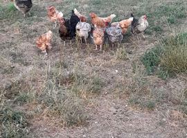 Chickens  for sale