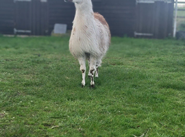 Llama for sale