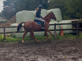 Polo mare