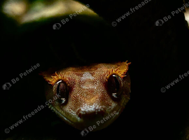 2 year old female Harlequin Crested Gecko