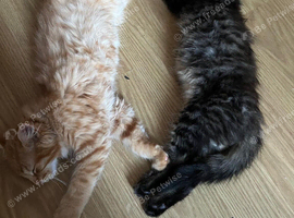 Mixed breed kittens for sale