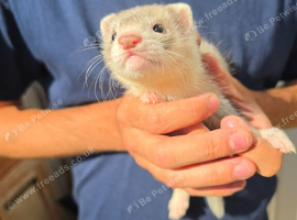 Ferret kits