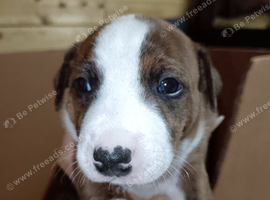 Staffy x Terrier