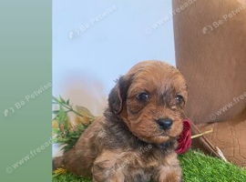 Toy cavapoo puppies