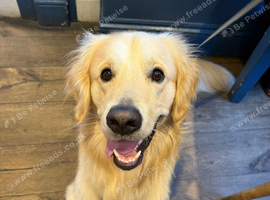 Golden Retriever for Stud
