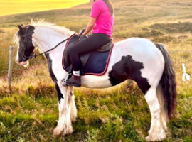 *** GYPSY COB MOTHER/DAUGHTER SHARE***