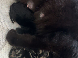 3 beautiful little kittens