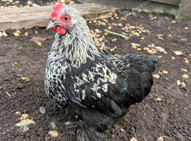 Pekin Bantams