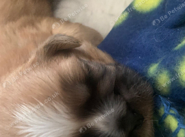 Beautiful litter of pure Shih Tzu pups