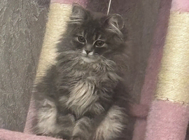 Female perdoll 6 months