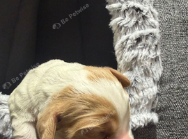 5 stunning cocker spaniel puppies